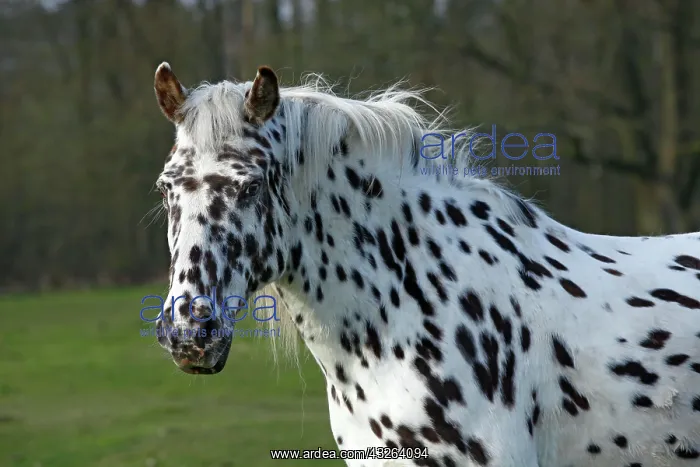 : Appaloosa horse, spotted coat, portrait : Appaloosa horse, spotted coat, portrait