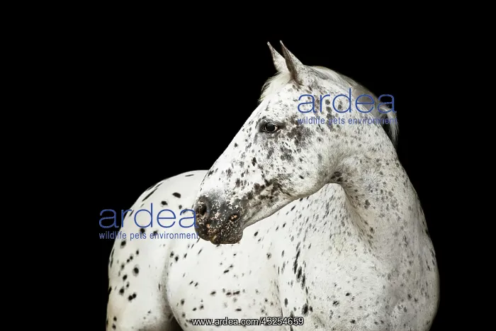 : Appaloosa-Mix, horse : Appaloosa-Mix, horse