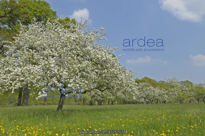 : Appelboomgaard - hoogstam : Appelboomgaard - hoogstam