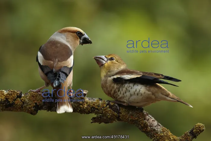 : Appelvink man voert een appelvink jong : Appelvink man voert een appelvink jong