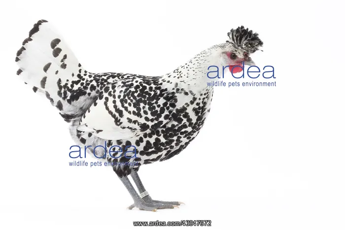 : Appenzeller Chicken : Appenzeller Chicken