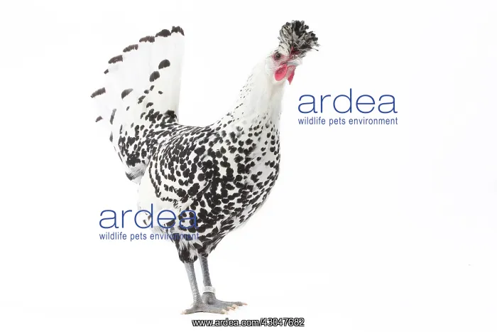 : Appenzeller Chicken : Appenzeller Chicken