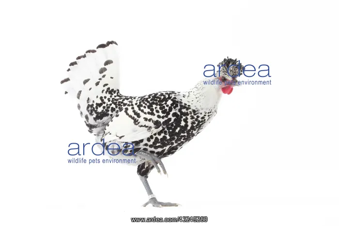 : Appenzeller Chicken : Appenzeller Chicken
