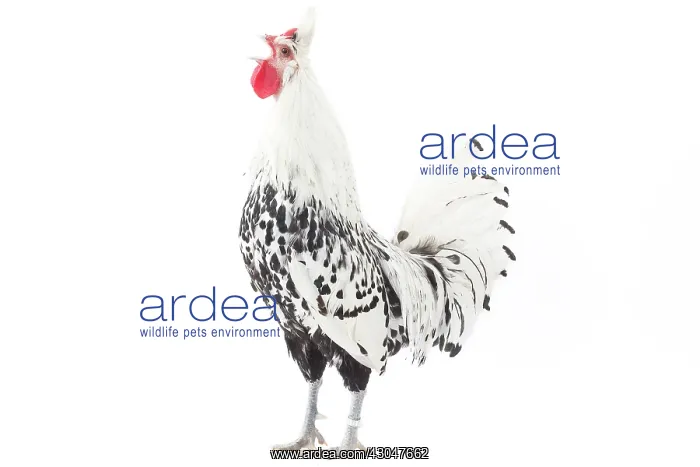 : Appenzeller Chicken Cockerel / Rooster : Appenzeller Chicken Cockerel / Rooster