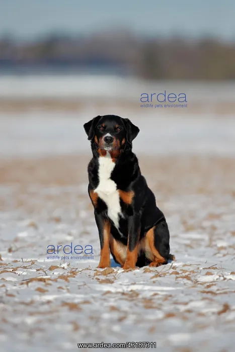: Appenzeller Mountain Dog (Canis lupus familiaris) : Appenzeller Mountain Dog (Canis lupus familiaris)