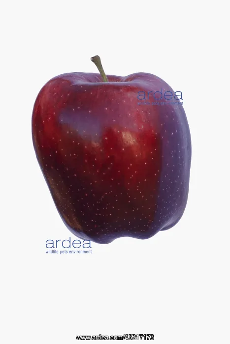 : Apple, Apple Red Delicious, Malus domestica Red : Apple, Apple Red Delicious, Malus domestica Red