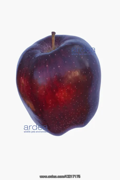  : Apple, Apple Red Delicious, Malus domestica Red
