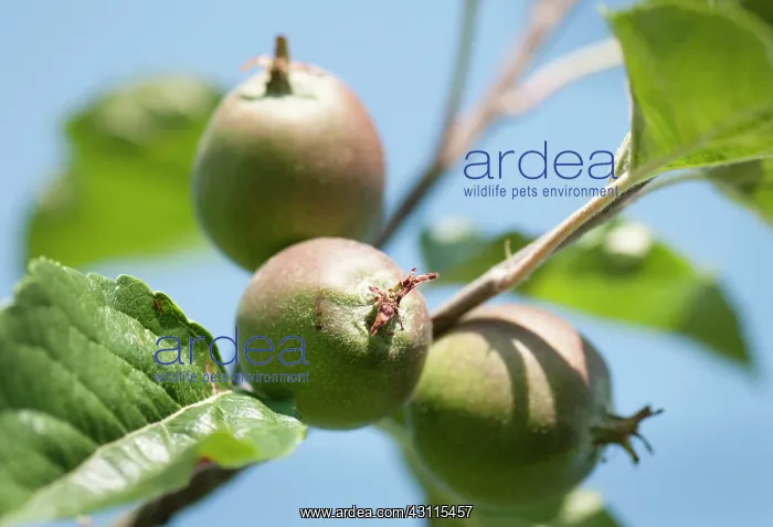 : Apple, Apple winston, Malus domestica Winston : Apple, Apple winston, Malus domestica Winston