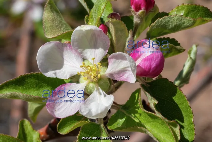 : Apple bloom : Apple bloom