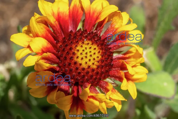  : Apple bloom