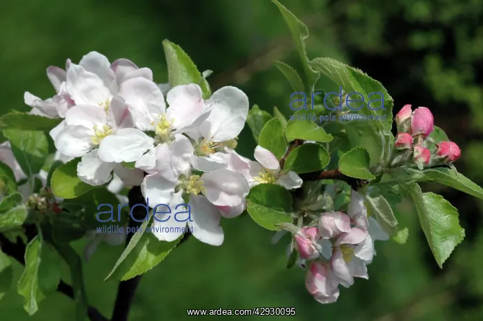  : APPLE Blossom