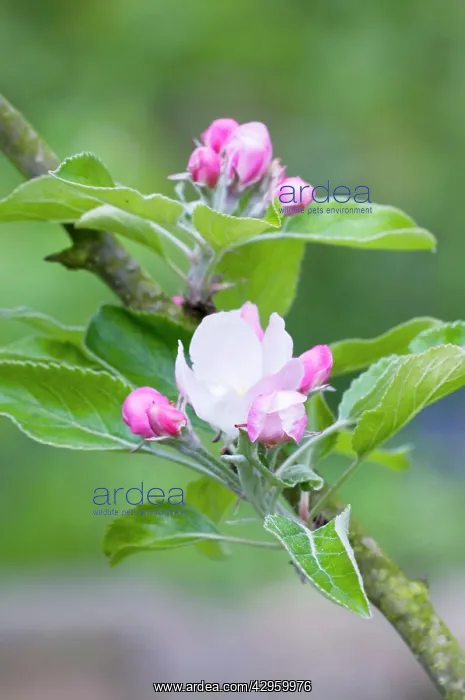  : Apple Blossom