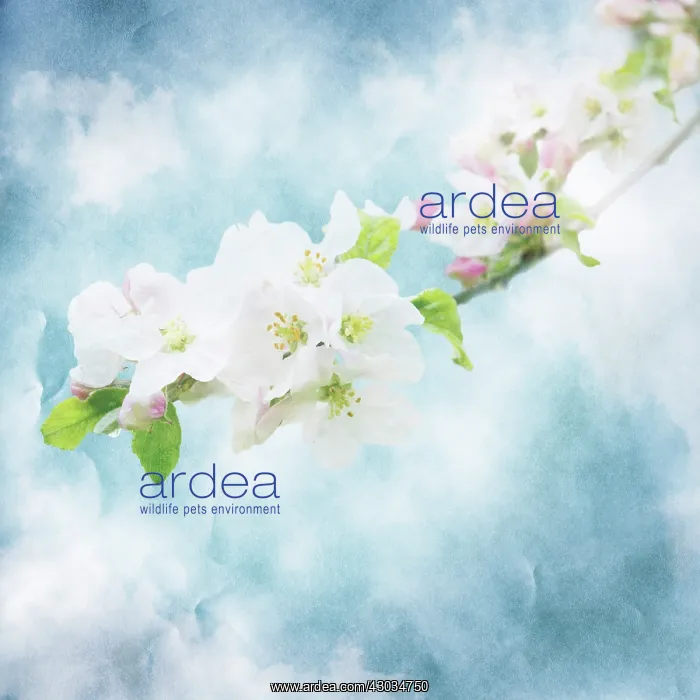 : Apple Blossom : Apple Blossom