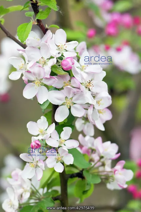 : Apple Blossom - detailed study of blossom : Apple Blossom - detailed study of blossom