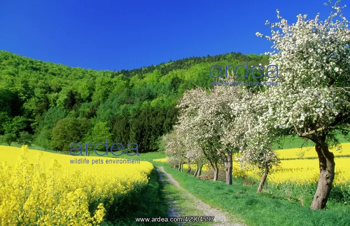 : APPLE Blossom - and oil-seed rape (Brassica napus) : APPLE Blossom - and oil-seed rape (Brassica napus)