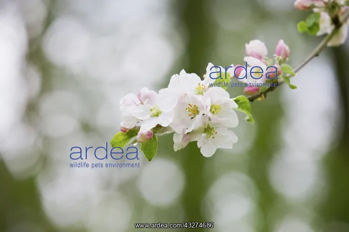 : Apple Blossom - Spring : Apple Blossom - Spring