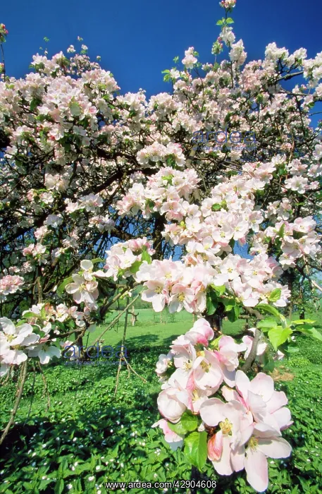 : APPLE Blossom - In spring time : APPLE Blossom - In spring time