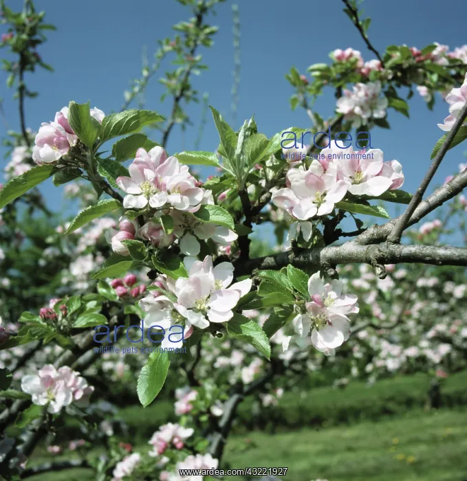 : Apple blossoms : Apple blossoms