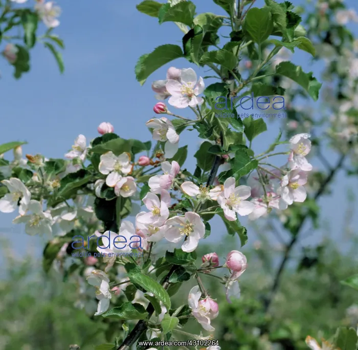 : Apple blossoms in France : Apple blossoms in France