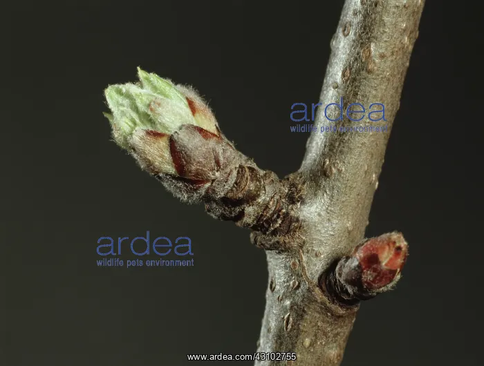 : An apple bud about to burst open in spring : An apple bud about to burst open in spring