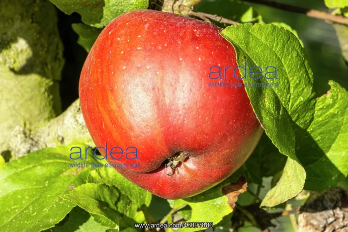 : Apple Calville de Pays d'IsA re, Malus domestica : Apple Calville de Pays d'IsA re, Malus domestica