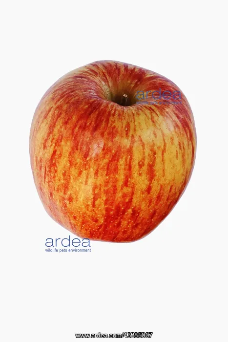  : Apple, Cameo Apple, Malus domestica Cameo, Studio