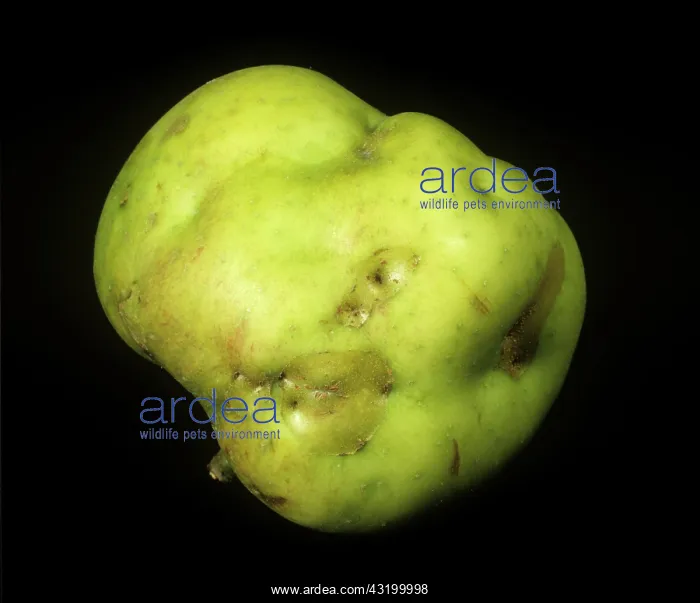 : Apple Capsid Damage : Apple Capsid Damage
