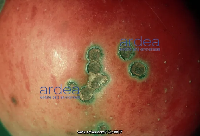 : Apple capsid damage : Apple capsid damage