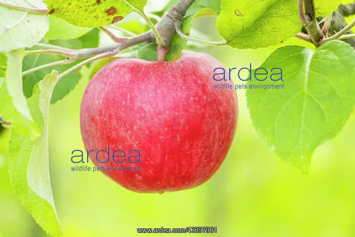 : Apple Carabille, Malus domestica Carabille, fruit : Apple Carabille, Malus domestica Carabille, fruit