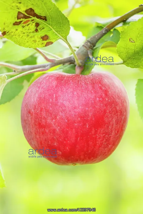 : Apple Carabille, Malus domestica Carabille, fruit : Apple Carabille, Malus domestica Carabille, fruit