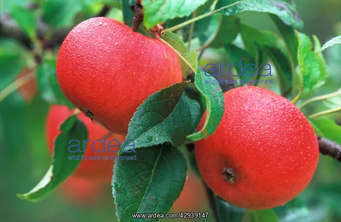 : Apple - Crawley Beauty : Apple - Crawley Beauty