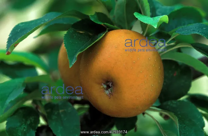 : Apple - Egremont Russet : Apple - Egremont Russet