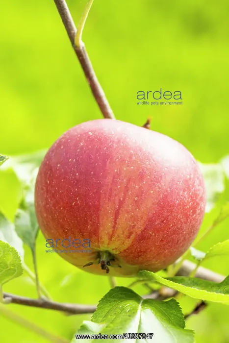 : Apple Ellison's orange, Malus domestica Ellison's : Apple Ellison's orange, Malus domestica Ellison's