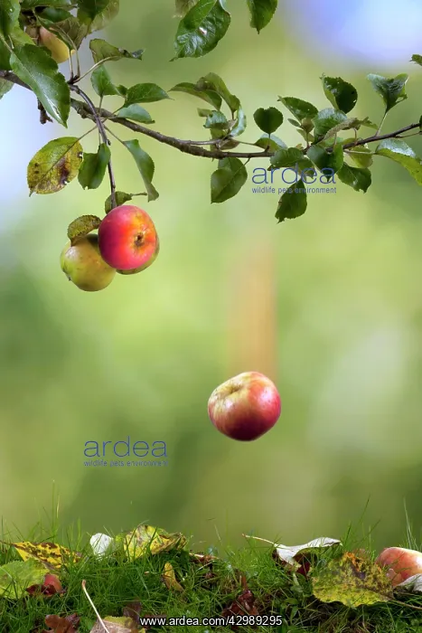  : Apple falling from tree