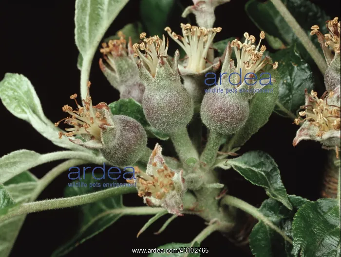  : Apple fruitlets forming