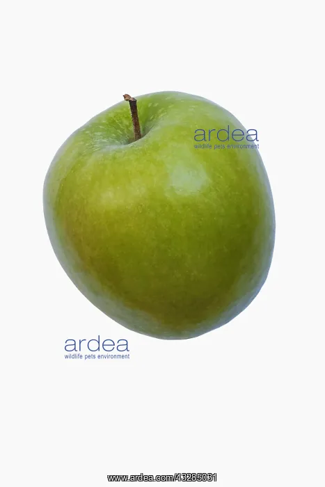 : Apple, Granny Smith, Malus domestica Granny Smith : Apple, Granny Smith, Malus domestica Granny Smith
