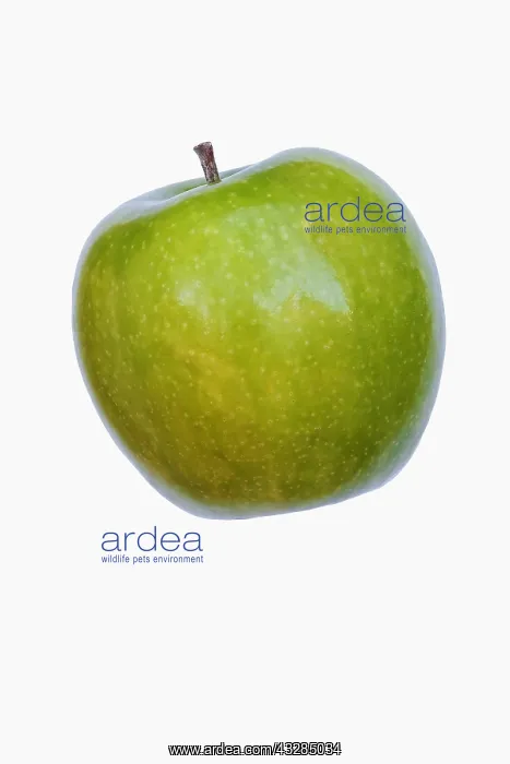 : Apple, Granny Smith, Malus domestica Granny Smith : Apple, Granny Smith, Malus domestica Granny Smith