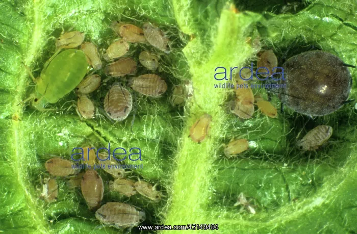 : Apple leaf curling aphids and apple aphids : Apple leaf curling aphids and apple aphids