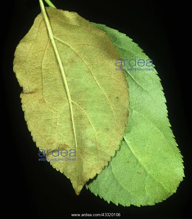 : Apple leaf damage : Apple leaf damage