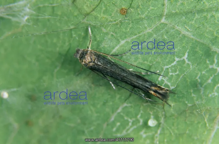 : Apple leaf miner : Apple leaf miner