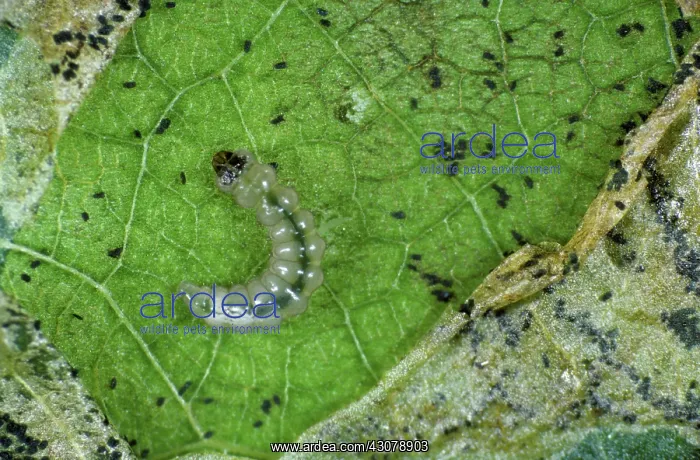 : Apple leaf miner caterpillar : Apple leaf miner caterpillar