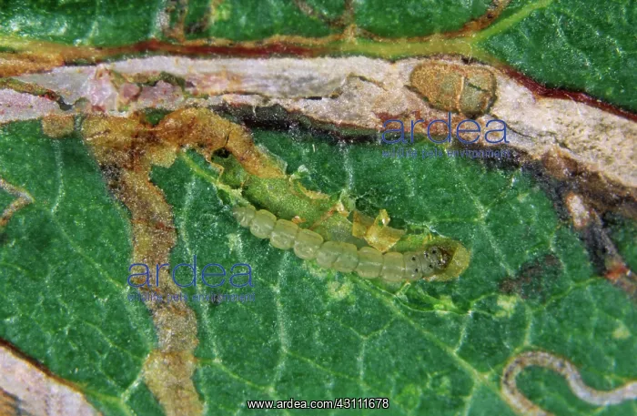 : Apple leaf miner caterpillar : Apple leaf miner caterpillar