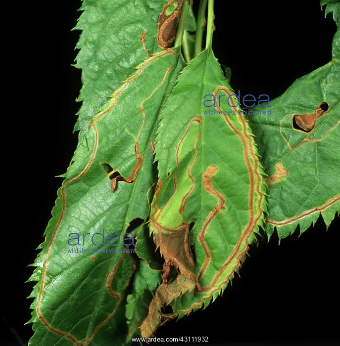 : Apple leaf miner leaf mines in cherry leaves : Apple leaf miner leaf mines in cherry leaves