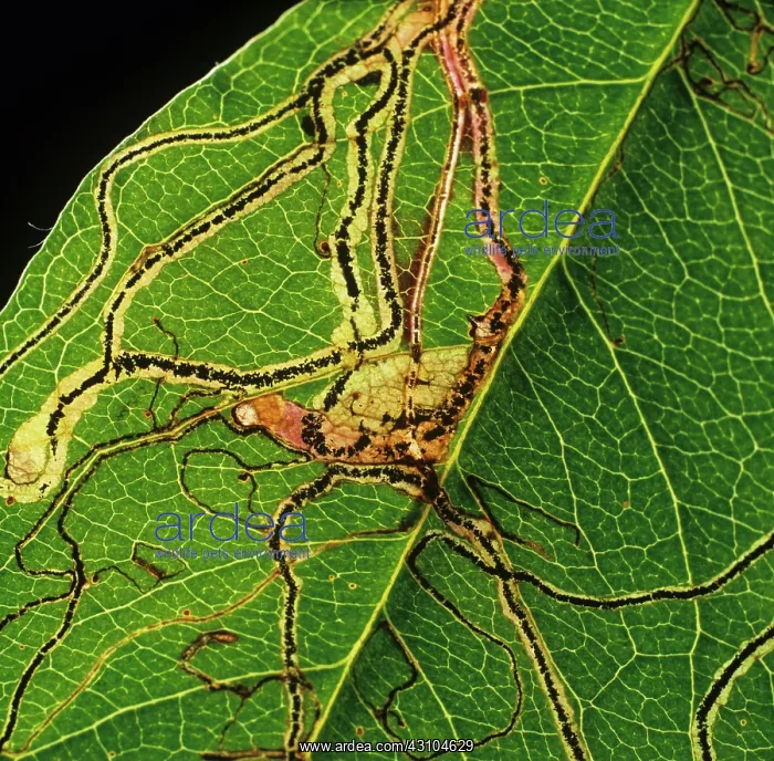 : Apple leaf miner (Lyonetia clerkella) : Apple leaf miner (Lyonetia clerkella)