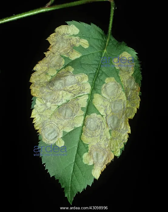 : Apple Leaf Miner Mines : Apple Leaf Miner Mines