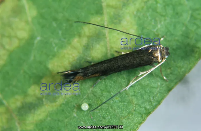 : Apple Leaf Miner Mines : Apple Leaf Miner Mines
