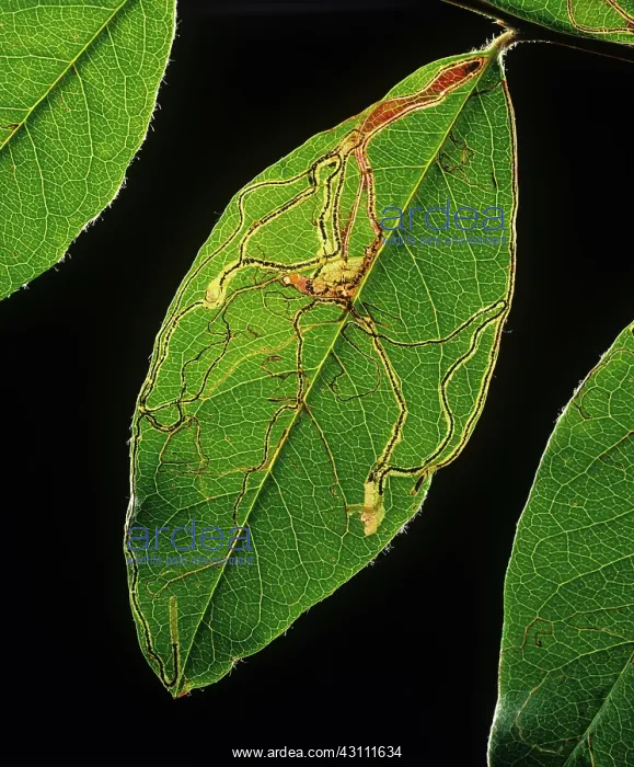 : Apple leaf miner mines : Apple leaf miner mines