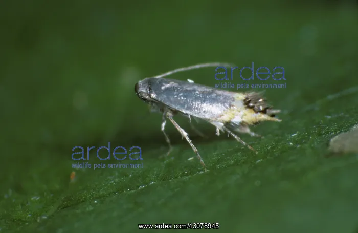 : Apple leaf miner moth : Apple leaf miner moth