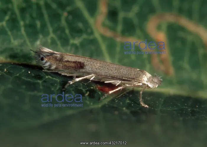  : Apple leaf miner moth