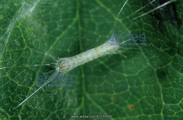 : Apple leaf miner pupa : Apple leaf miner pupa